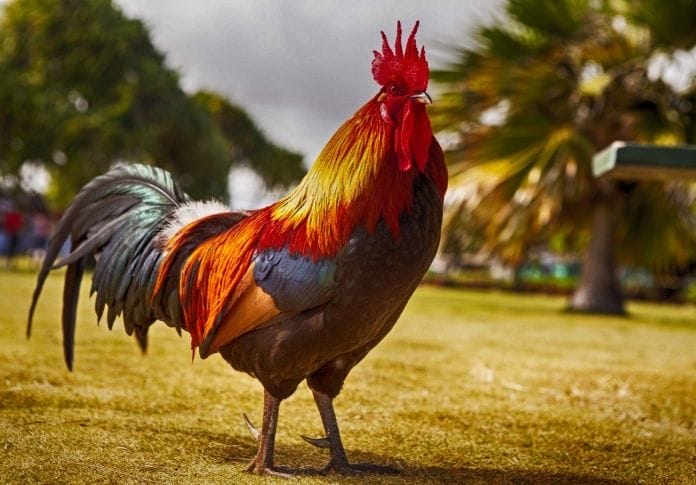 150+ Old Lady Names for a Chicken - The Best Names for Your Hen