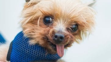 150+ Ugly Dog Names - For Pups That Are Just Plain Nasty