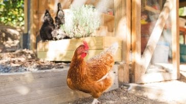 160+ Polish Names for a Chicken - The Best Choices for Your Flock