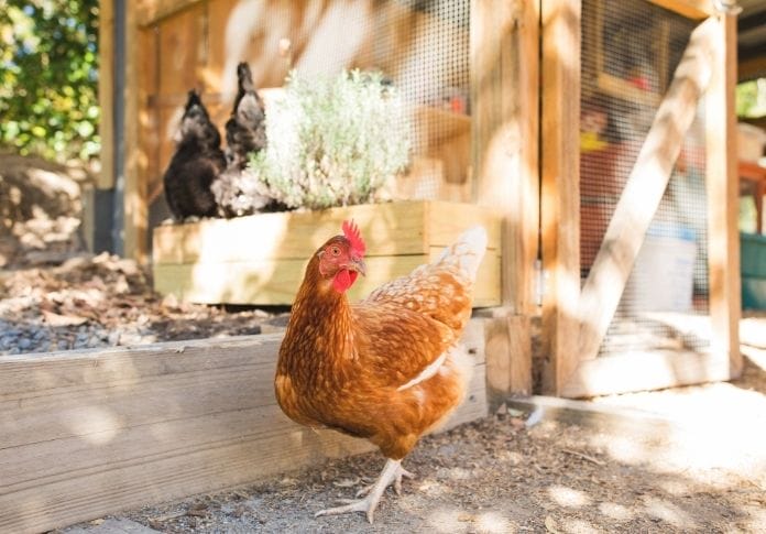 160+ Polish Names for a Chicken - The Best Choices for Your Flock