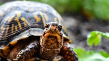 170+ Unisex Turtle Names - Unisex Names for a Pet Turtle