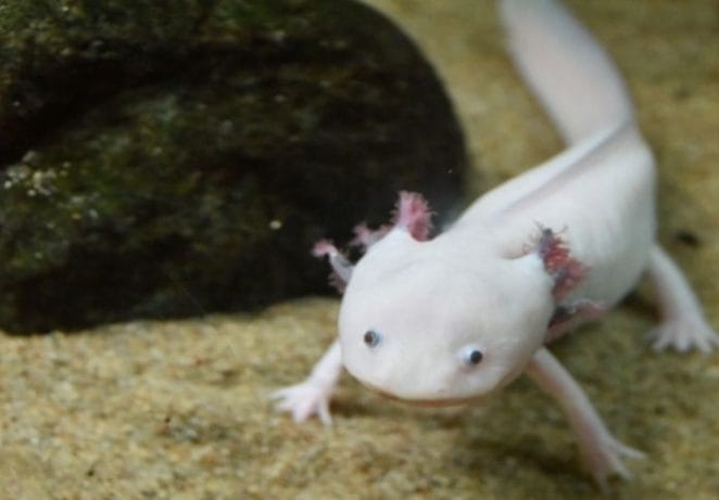 Axolotls look like babies forever