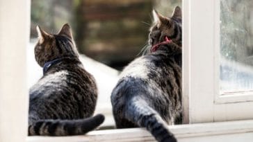 20 Ways Your Cat Is Communicating With You - Cat Body Language Charts