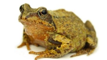 200+ Female Frog Names - The Best Names For Girl Frogs