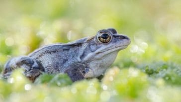250+ Male Frog Names Perfect for Your Pet Froggy!