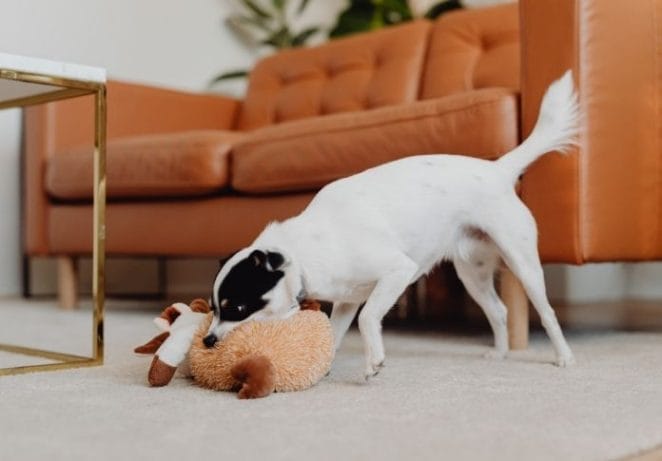 Give your pet a new toy to play with