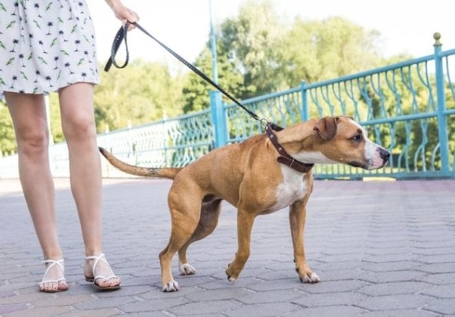 Get outside for leash training and allow your dog to do more socializing
