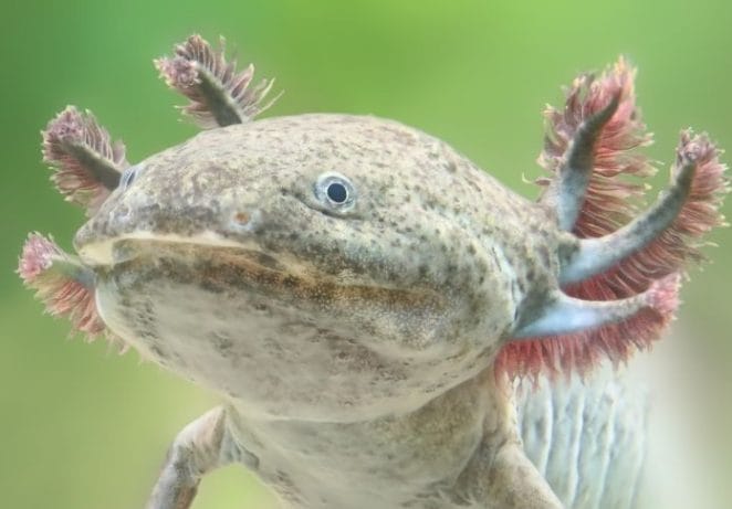 Their feathery headdress is not just for show