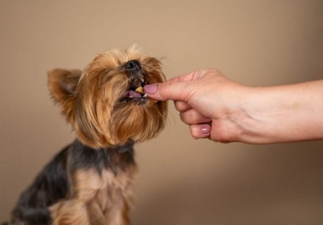 Treat your pup to some yummy doggy treats