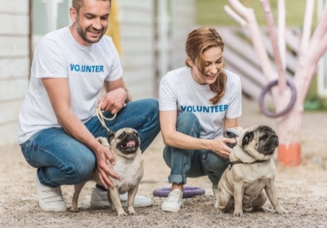Volunteer at an animal shelter near you