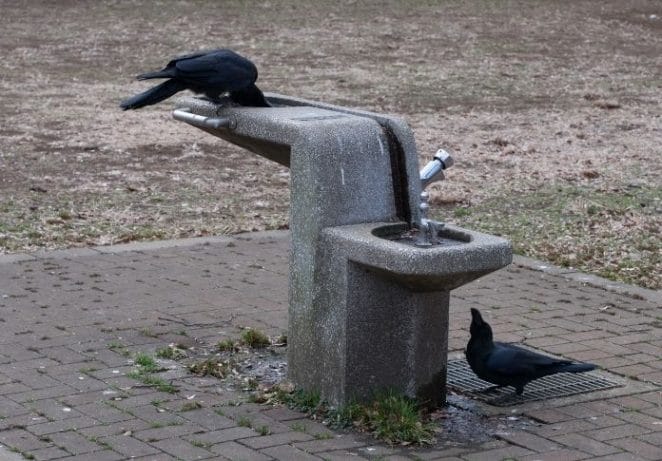 Provide water and add a birdbath