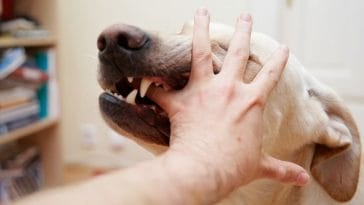 5 Tips to Avoid Dog Bites This National Dog Bite Prevention Week