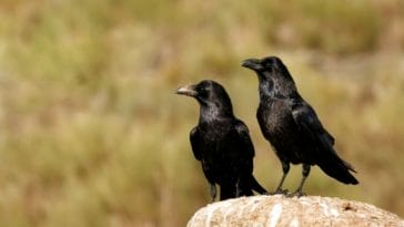 5 Ways to Make Friends with Crows - How to Befriend a Crow