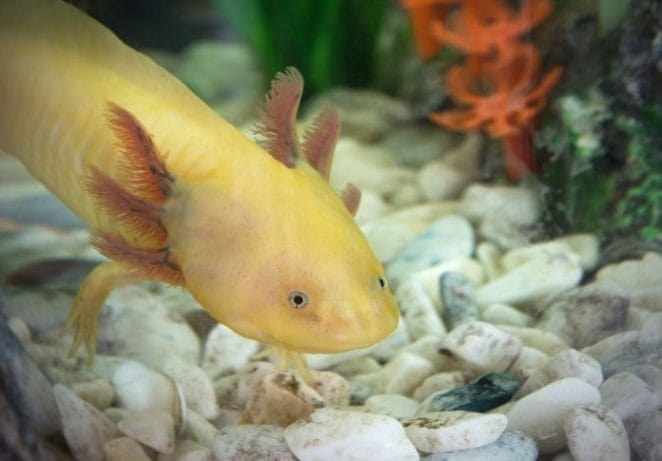 Axolotls can live up to 15 years