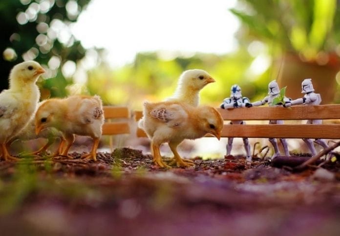 50+ Star Wars Chicken Names - Give Your Flock a Galaxy-Inspired Name