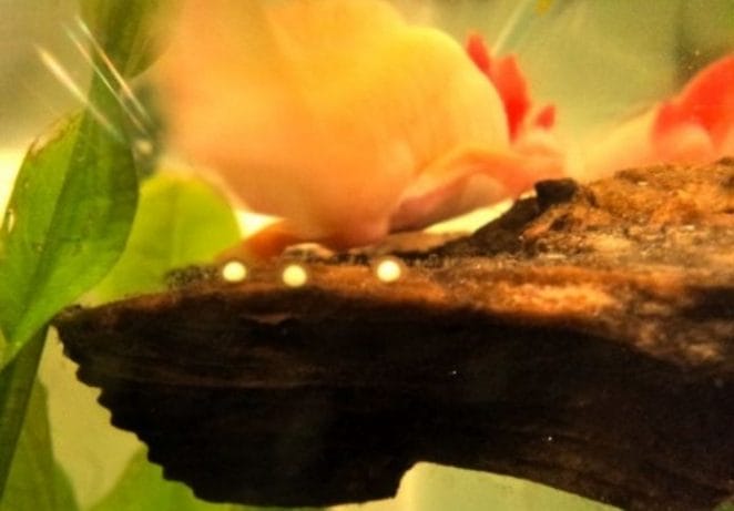 Axolotls lay a huge number of eggs at a time
