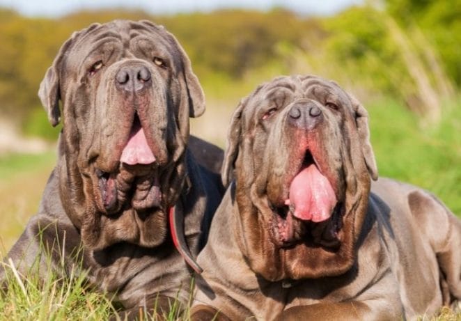 Neapolitan Mastiff