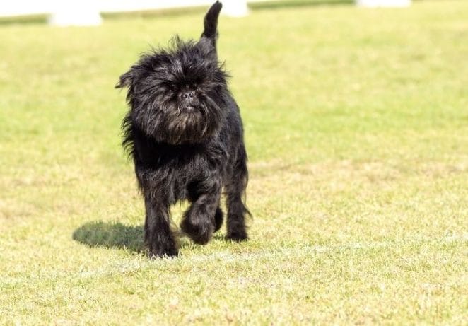 Affenpinscher