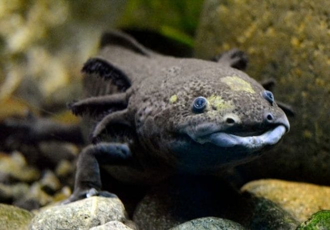 Axolotls actually do have teeth