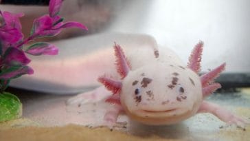 8 Interesting Facts About The Axolotl