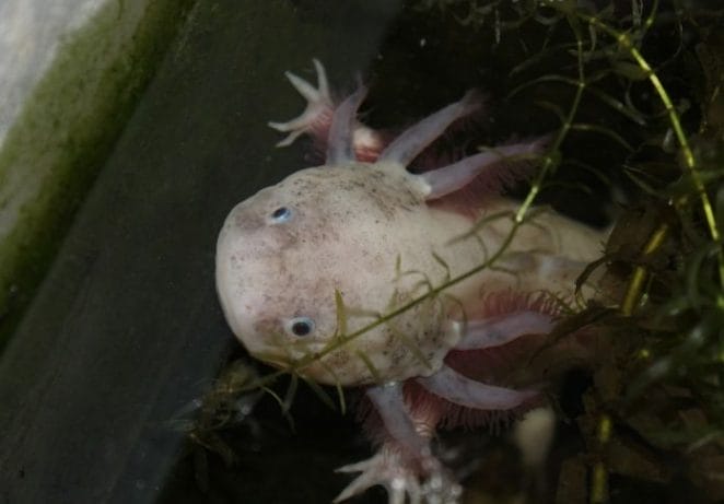 Axolotls are endangered species