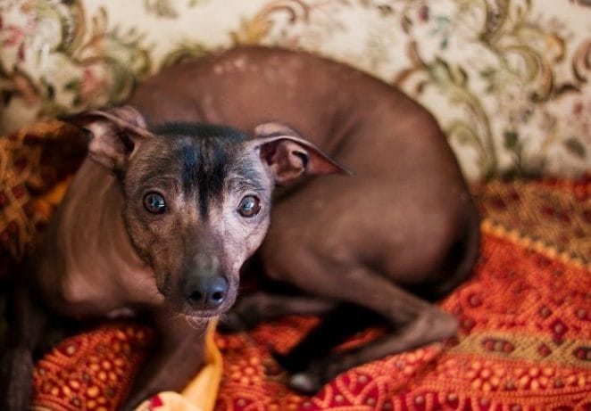 Xoloitzcuintli