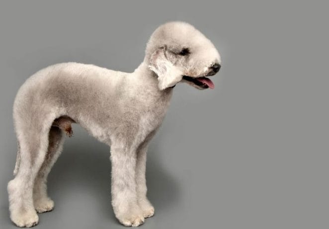 Bedlington Terrier