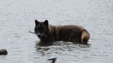 90+ Best Sea Wolf Names - Sea-Inspired Names For A Wolf