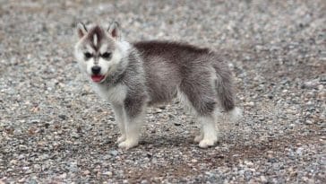 90+ Best White & Gray Dog Names - Perfect Names For Your New Pup