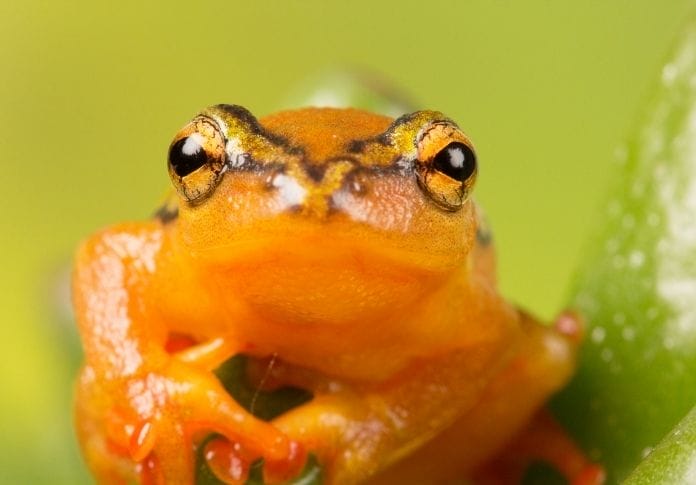 Badass Male Frog Names