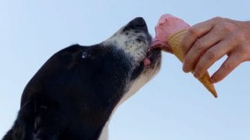 Best 90+ Ice Cream Dog Names - Names Inspired By Your Favorite Flavor