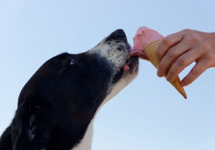 Best 90+ Ice Cream Dog Names - Names Inspired By Your Favorite Flavor