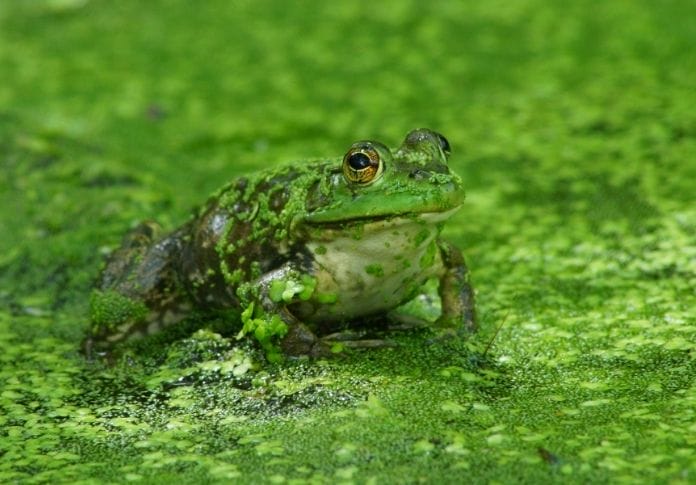 Best Female Frog Names