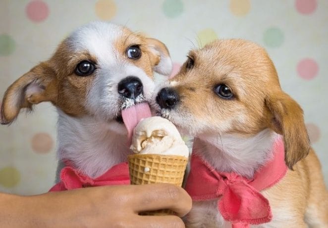 Best Ice cream-inspired Dog Names