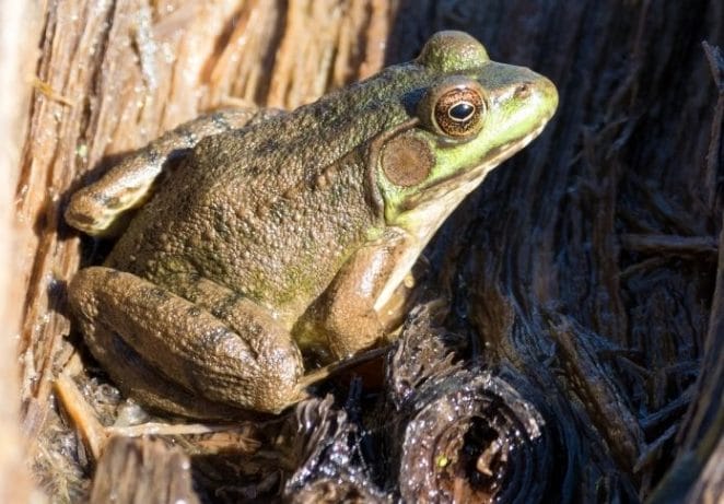 Best Male Frog Names