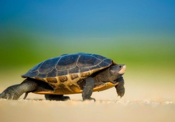 Best Unisex Turtle Names