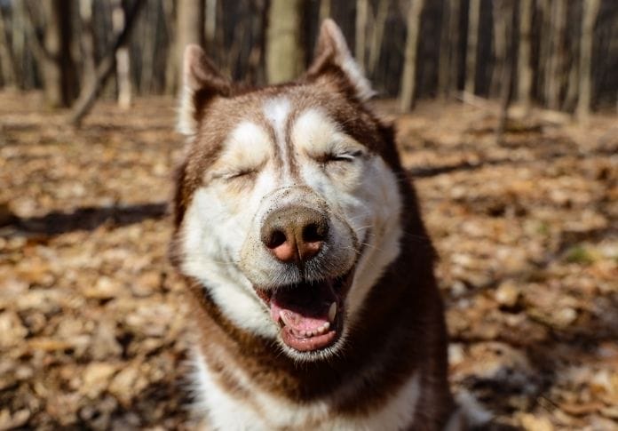 Weed Dog Names: 250+ Weed-Related Names for Your Pooch