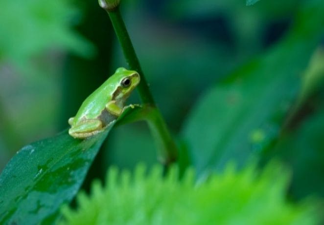 Cute Female Frog Names