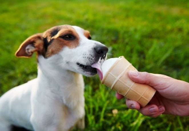 Dog Names Inspired By Ice Cream Flavors