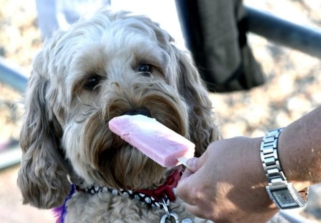 Dog Names Inspired By Special Ice Cream Flavors