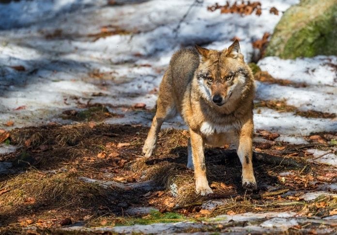 180+ Nordic Wolf Names: Scandinavia-Inspired Names For A Wolf