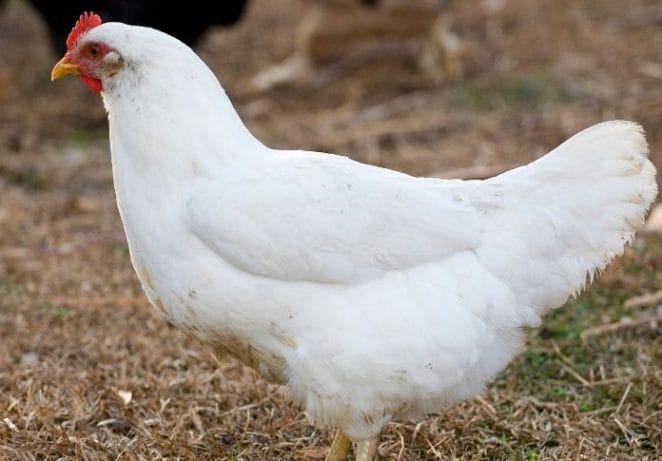 Female White Chicken Names