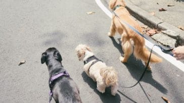 Filipino Dog Names - 110+ Best Names for Dogs in Tagalog