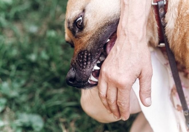 History of National Dog Bites Prevention Week
