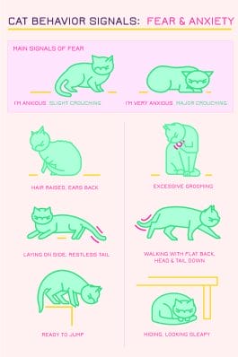 20 Ways Your Cat Is Communicating With You: Cat Body Language Charts