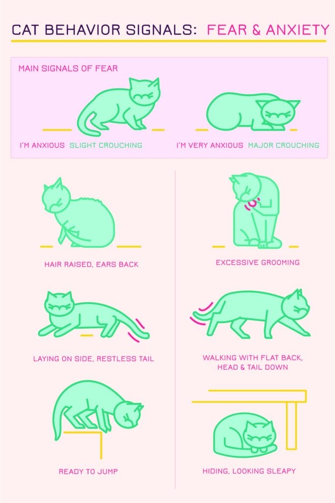 How Cats Use Their Eyes