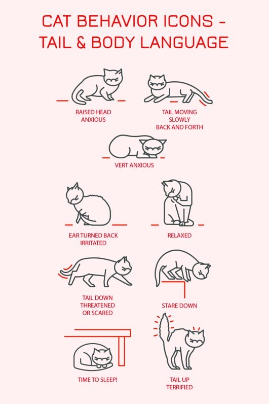 20 Ways Your Cat Is Communicating With You: Cat Body Language Charts