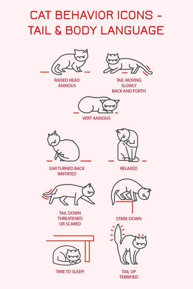How Cats Use Their Heads