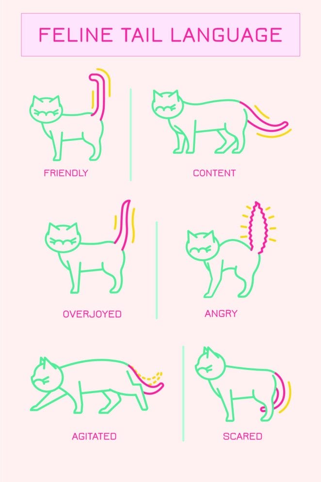 How Cats Use Their Tails