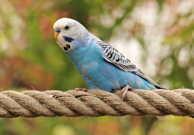 How Long Do Budgies Live?